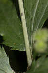 Largefruit blacksnakeroot